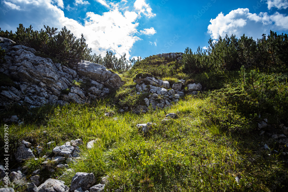 Vielfältige Vegetation am Krippenstein mit Gras, Sträuchern, Bäumen und Felsen