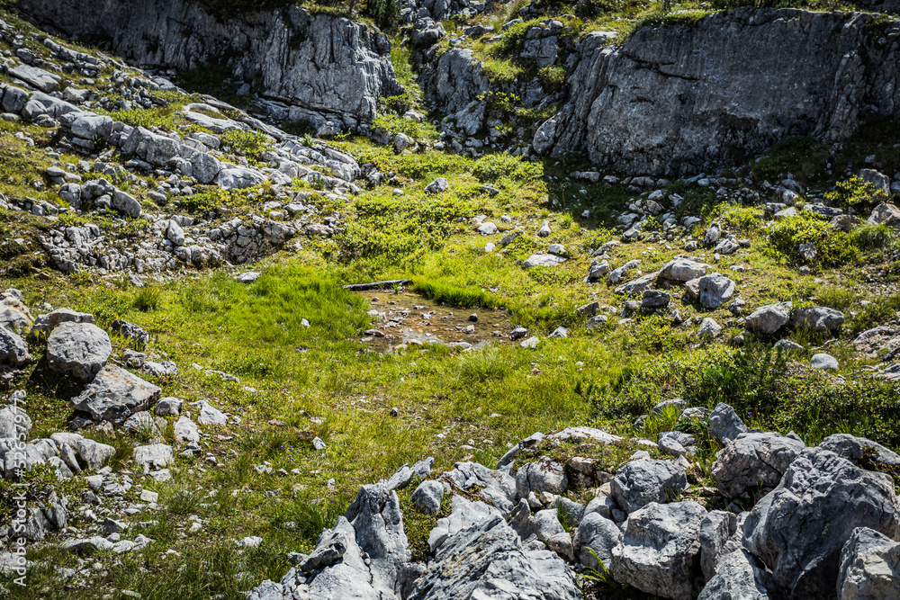 Vielfältige Vegetation am Krippenstein mit Gras, Sträuchern, Bäumen und Felsen Vielfältige Vegetation am Krippenstein mit Gras, Sträuchern, Bäumen und Felsen