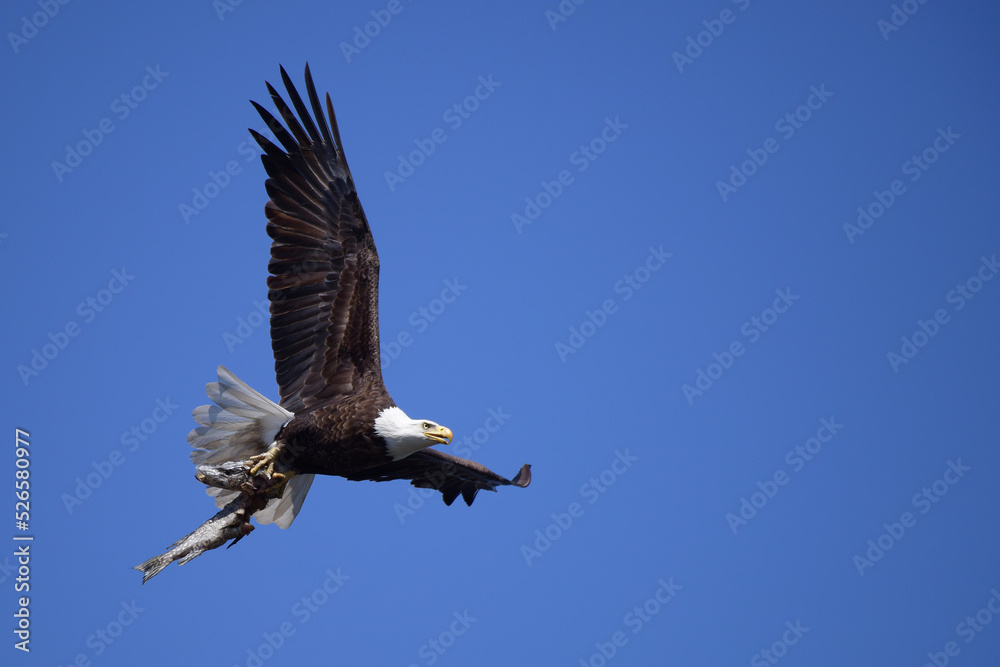 Obraz premium A close up of an American bald eagle flying to its nest with a huge partially eaten northern pike in its talons to feed its eaglets