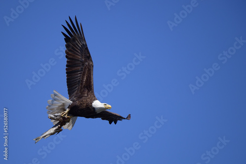 A close up of an American bald eagle flying to its nest with a huge partially eaten northern pike in its talons to feed its eaglets
