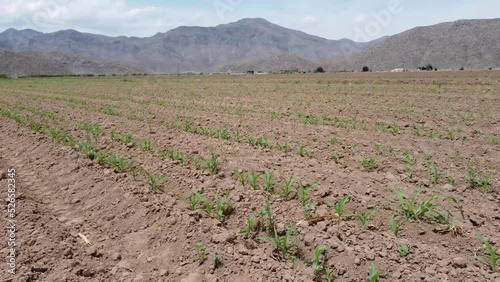 Campo, cultivo, cerro, vista aerea