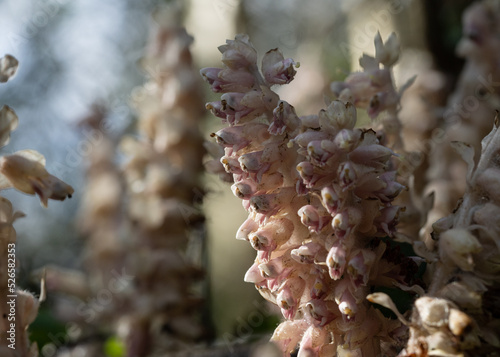 Common toothwort in forest photo