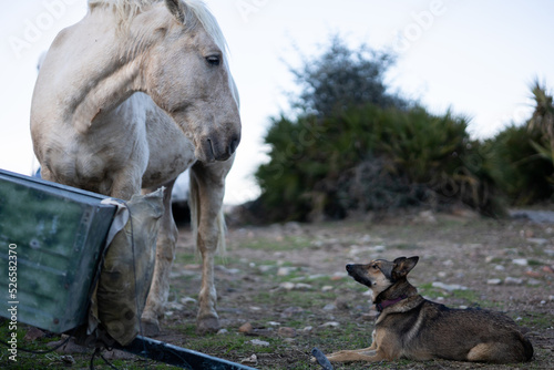 Dog sheparding a horse on a farm