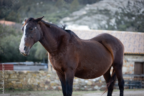 Very pregnant, old horse mare, in a bad condition