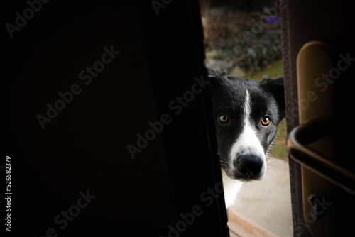 Dog wants to go home, looking sad behing the door