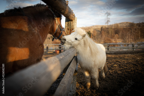 Pony and horse playing together in the farm paddock outside