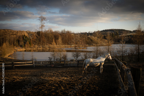 Horses in a farm paddock, outside on the autumn sunset