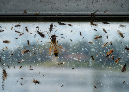 Window on wildlife with wasps and flies photo