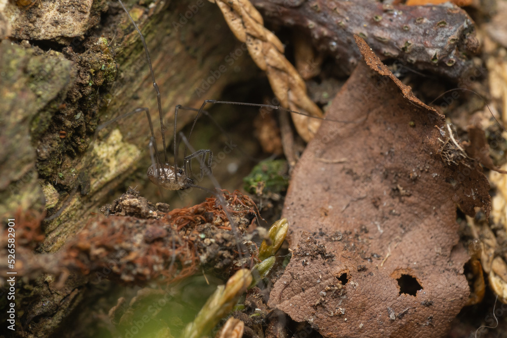 Obraz premium Mitostoma chrysomelas
