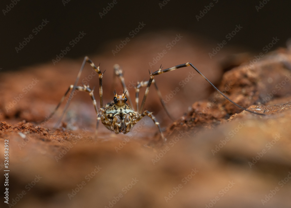 Fototapeta premium Megabunus diadema