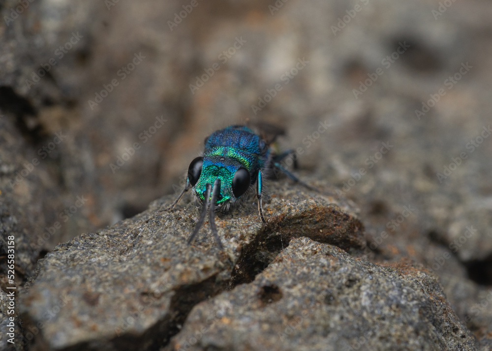 Ruby-tailed wasp head view Ruby-tailed wasp head view