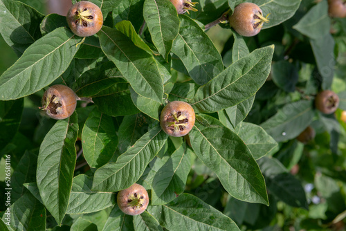 The medlar or common medlar (Mespilus or Crataegus Germanica) fruits and leaves.