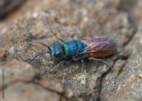 Ruby-tailed wasp on rocks © Joshua