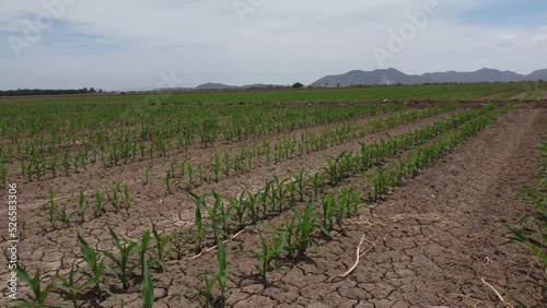 Campo, cultivo, cerro, vista aerea