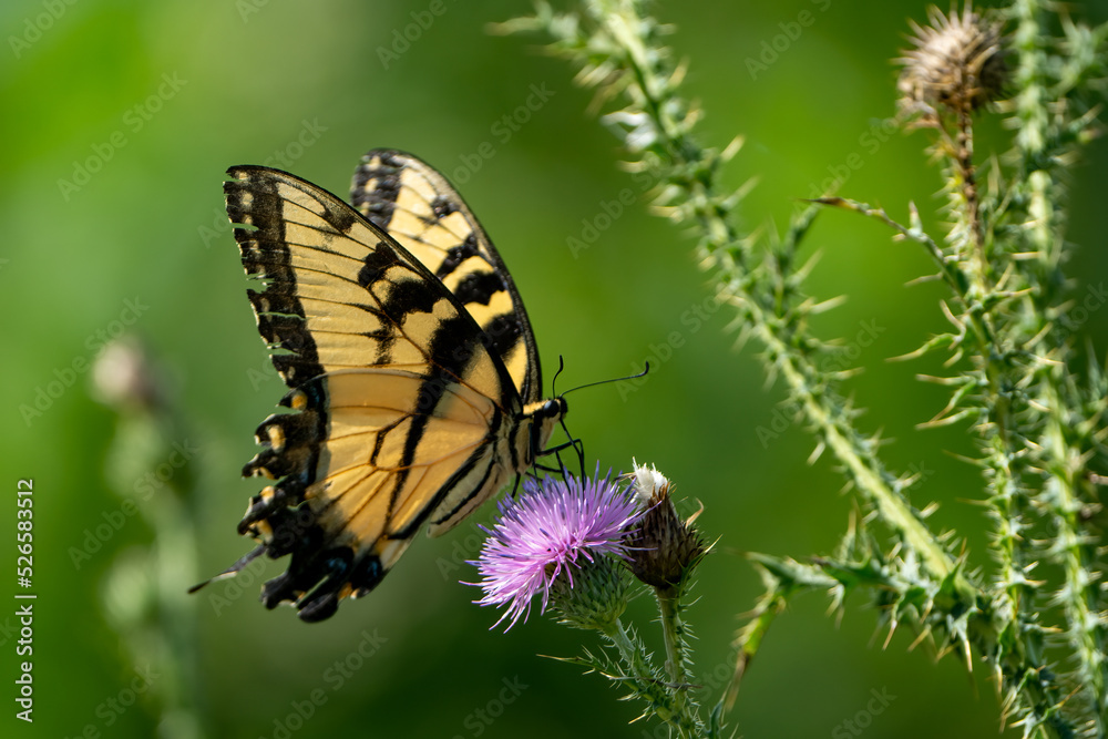 Tiger Swallowtail butterfly on a purple flower Tiger Swallowtail butterfly on a purple flower