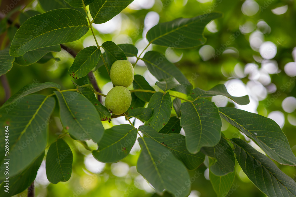 the walnut on the tree is not yet ripe