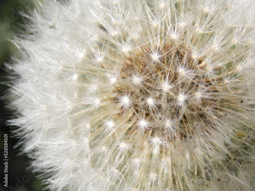 Dandelion texture. Dandelion in close-up