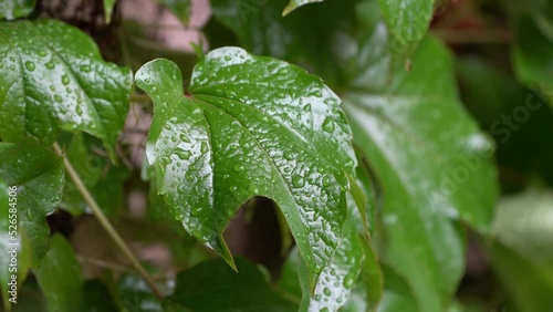 Blätter mit Wassertropfen wiegen sich nach dem Regen im leichten Wind