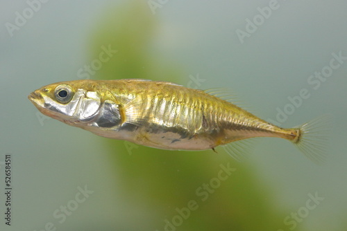 The female of three-spined stickleback fish Gasterosteus aculeatus in the underwater habitat