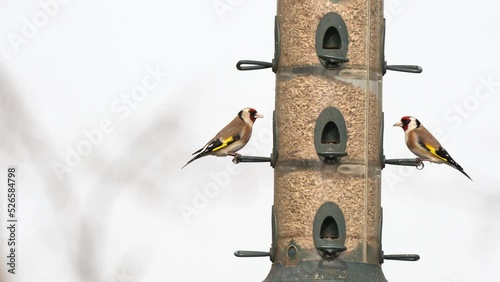 Stieglitze an einer Winterfütterung