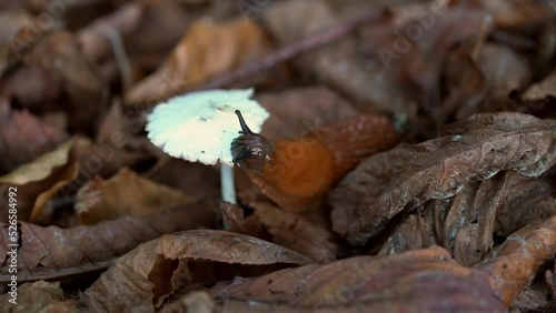 Nacktschnecke frisst an einem Pilz im Herbstlaub