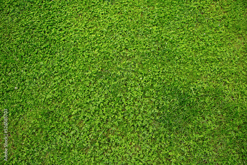 Natural green Lawn grass background