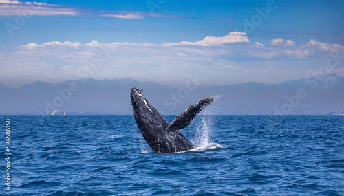 Humpback Whale Breaching, California Coast, Long Beach, California  © FPLV