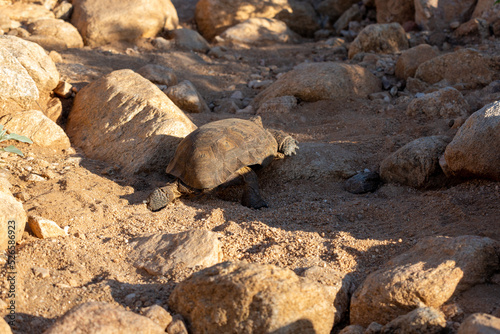 Desert tortoise, Gopherus agassizii, walking through the Sonoran Desert foraging for food and perhaps a mate. A large reptile in natural habitat. Pima County, Oro Valley, Arizona, USA. photo