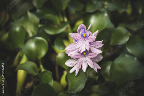 Violet flower with green leaves around, Eichhornia crassipes