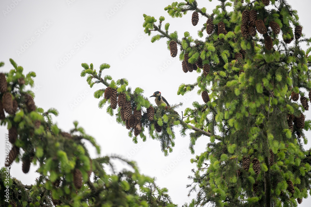 A woodpecker sitting on a spruce branch sorrounded by cones A woodpecker sitting on a spruce branch sorrounded by cones