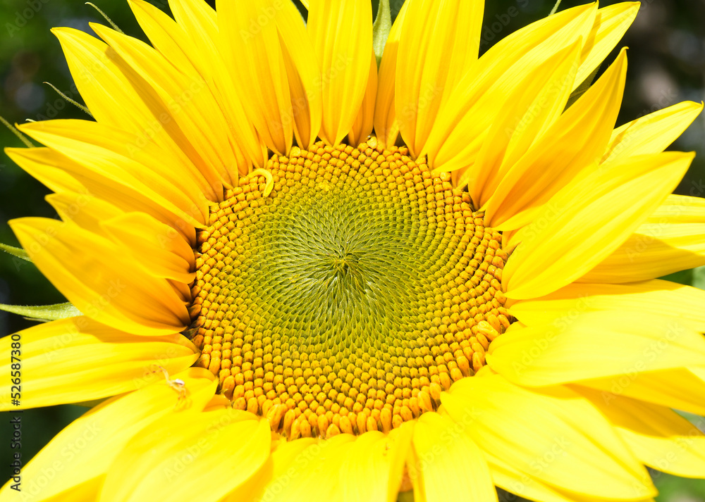 Close-up of a sunflower Close-up of a sunflower