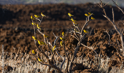 A bunch of Saffron Finchs resting on a dead tree