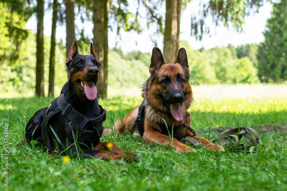 Doberman and German Shepherd, on the grass in the forest. Doberman and German Shepherd, on the grass in the forest.