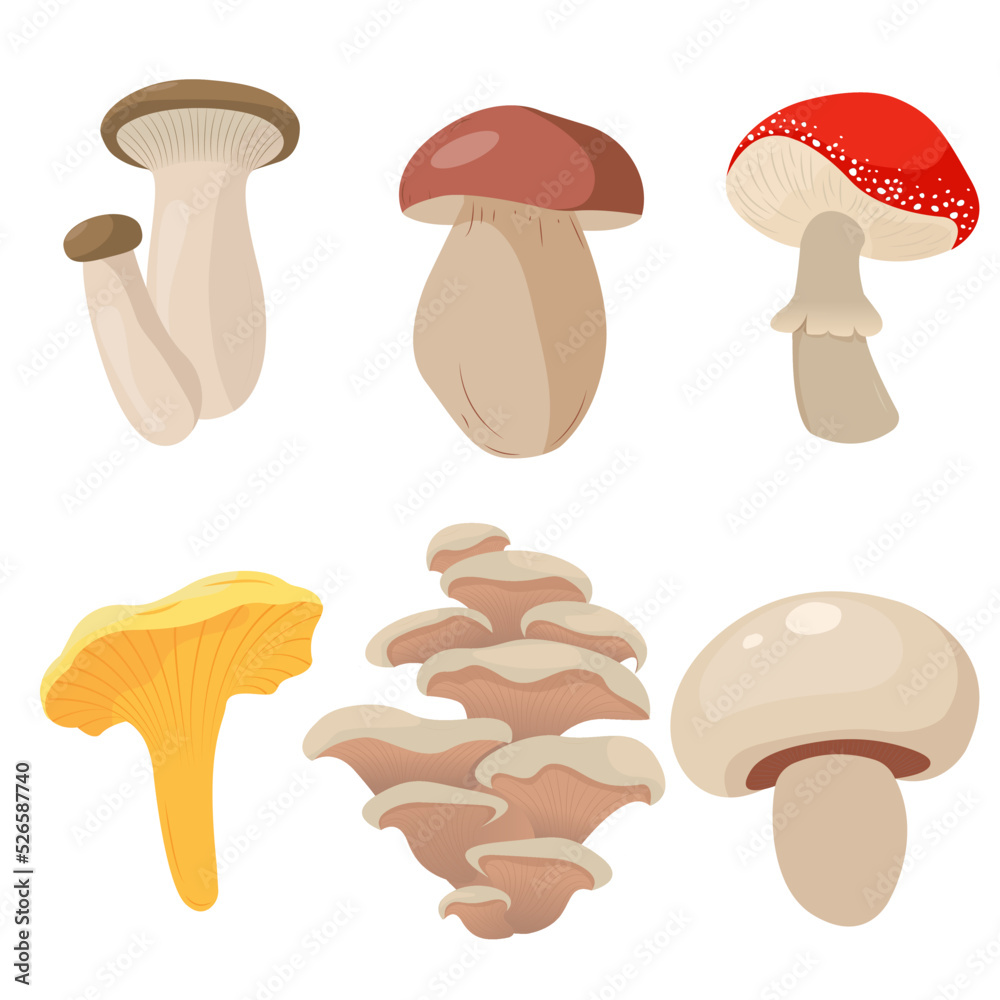 Mushroom set. White mushroom, chanterelle, grebe, champignon, oyster mushrooms, shiitake, eringi, porcini