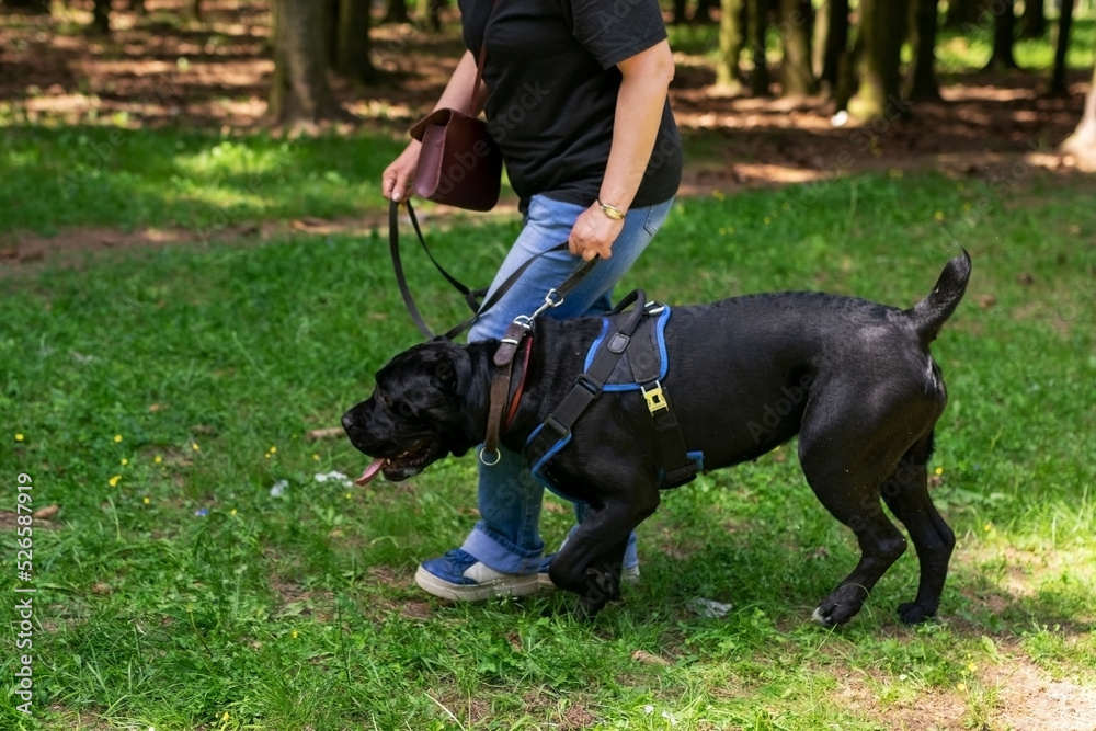 Cane Corso, on a walk with the owner, in the forest.