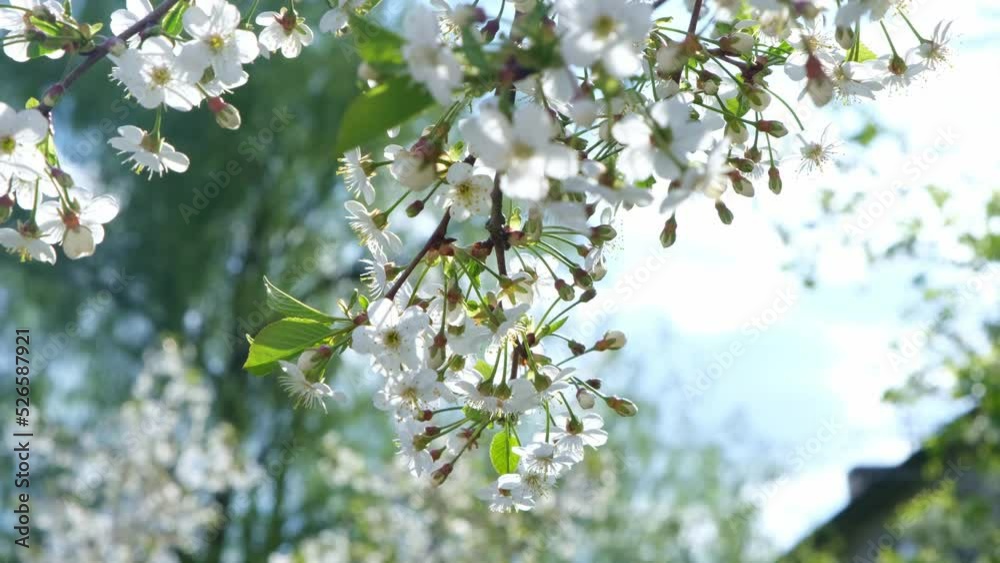 Cherry flowers close up. Rays of the sun, tenderness and spring. Background texture Cherry flowers close up. Rays of the sun, tenderness and spring. Background texture