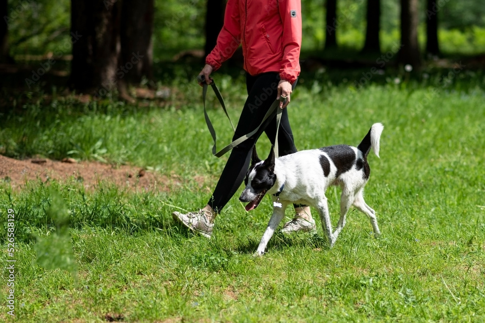 Mongrel dog on a leash, walking in the park.