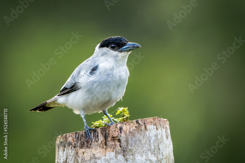 Black-crowned Tityra (Tityra inquisitor). Small black and white bird perched on a branch on the top of a tree