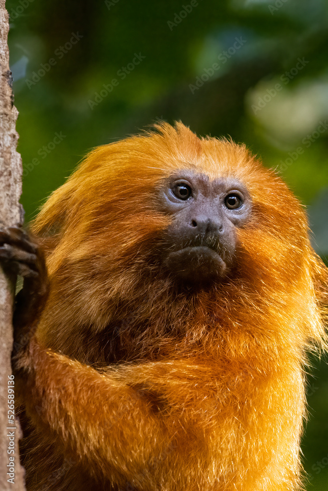 The golden lion tamarin (Leontopithecus rosalia ) also known as the golden marmoset The golden lion tamarin (Leontopithecus rosalia ) also known as the golden marmoset