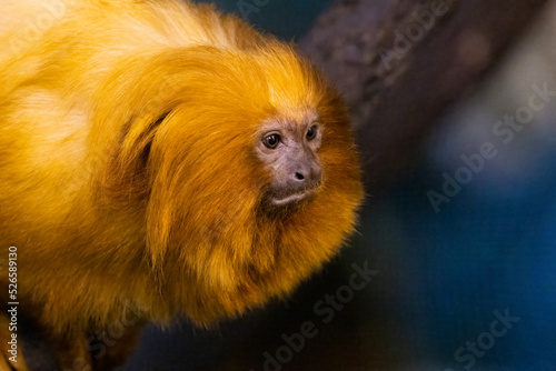 The golden lion tamarin (Leontopithecus rosalia ) also known as the golden marmoset photo