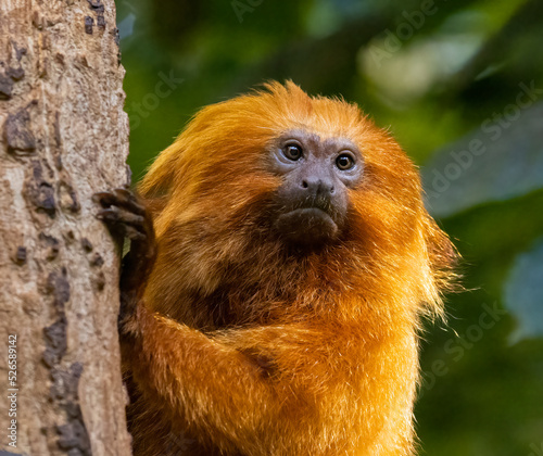 The golden lion tamarin (Leontopithecus rosalia ) also known as the golden marmoset