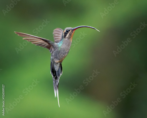 Green Hermit, Phaethornis guy, clear light green background, Costa Rica. Wildlife scene from nature. Bird in flight in forest. Hummingbird with long beak. Tropical animal in jungle.