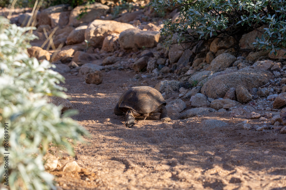 Fototapeta premium Desert tortoise, Gopherus agassizii, walking through the Sonoran Desert foraging for food and perhaps a mate. A large reptile in natural habitat. Pima County, Oro Valley, Arizona, USA.