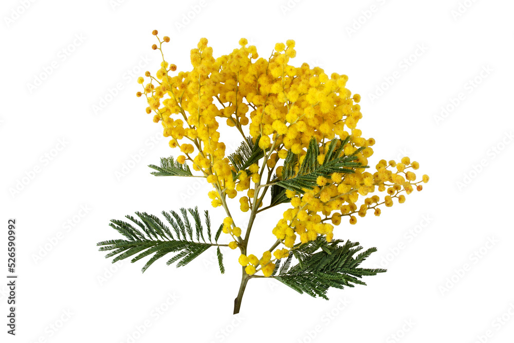 Mimosa spring flowers isolated transparent png. Silver wattle tree branch. Acacia dealbata yellow fluffy balls and leaves. - obrazy, fototapety, plakaty 