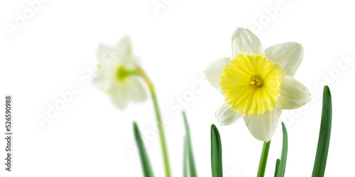 фотографія White and yellow daffodil or narcissus spring flowers isolated transparent png