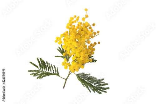 Acacia yellow fluffy balls and leaves. Mimosa spring flowers isolated transparent png. Silver wattle decorative plant.