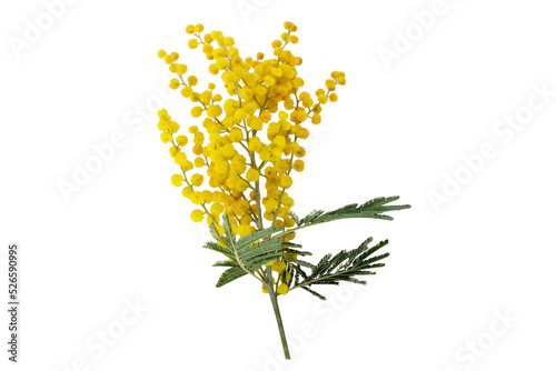 Wattle tree branch isolated transparent png. Acacia dealbata yellow fluffy balls and leaves.  Mimosa spring flowers. photo