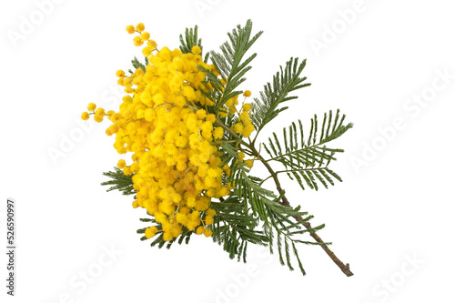 Mimosa spring flowers isolated transparent png. Acacia yellow fluffy balls and leaves. Silver wattle decorative plant.