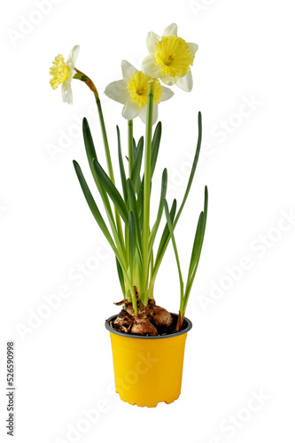 Fototapeta Naklejka Na Ścianę i Meble -  Daffodil houseplant. Narcissus flowers in the yellow pot. Spring bulbous plant isolated transparent png.