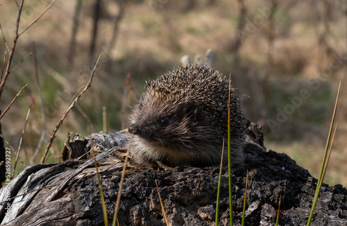 Northern white-breasted hedgehog (Erinaceus roumanicus) in the forest. 